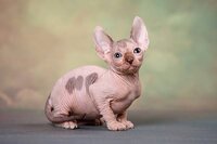 Верная &quotсобака&quot- кошка эльф, бамбино, двэльф, сфинкс.