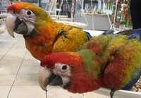 Гибрид ара камелот - ручные птенцы из питомника