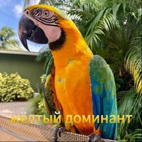 Гибрид ара восхода мауи  - птенцы из питомника