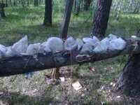 Соль для охоты. лизунцы для солонцов