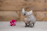 Царственная особа эльф, бамбино, двэльф, канадский сфинкс.