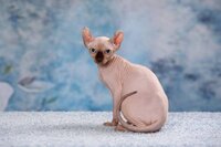 Котёнок эльф, бамбино, сфинкс-маленький талисман.