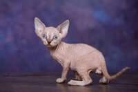 Котёнок эльф, бамбино, сфинкс-маленький талисман.