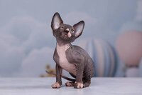 Породистые котята эльф, бамбино, сфинкс.