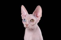 Породистые котята эльф, бамбино, сфинкс.