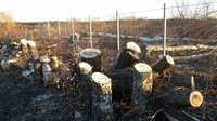 Спил деревьев кронирование