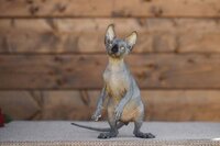 Эксклюзивная радость для вас эльф, бамбино, двэльф, канадский с.