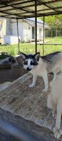 Требуется работник в приют с ветеринарным образованием