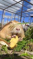 Требуется работник в приют с ветеринарным образованием