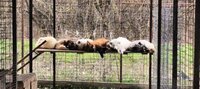 Требуется работник в приют с ветеринарным образованием