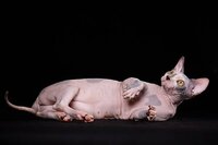 Из волшебной саги-эльф, бамбино, сфинкс, разноглазые котята.