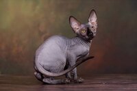 Из волшебной саги-эльф, бамбино, сфинкс, разноглазые котята.