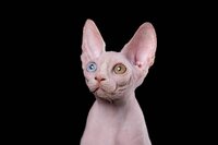 Из волшебной саги-эльф, бамбино, сфинкс, разноглазые котята.