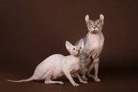 Хотите иметь редкую прекрасную жемчужину эльф, бамбино, сфинкс