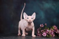 Породистые котята эльф, бамбино, сфинкс.