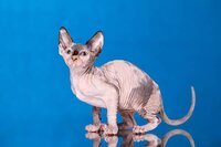 Нежный сюрприз эльф, бамбино, двэльф, канадский сфинкс