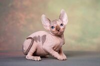Волшебный котёнок эльф, бамбино, сфинкс с другой планеты.