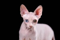 Лучший подарок любимым-эльф, бамбино, канадский сфинкс.