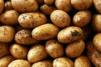 Свежие овощи и фрукты оптом и в розницу — напрямую от поставщика