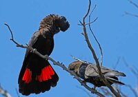 Траурный какаду бэнкса calyptorhynchus banksii ручные птенцы