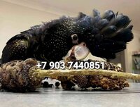 Траурный какаду бэнкса calyptorhynchus banksii ручные птенцы