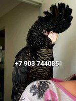 Траурный какаду бэнкса calyptorhynchus banksii ручные птенцы