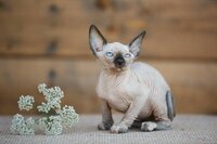 Эксклюзивная радость для вас-эльф, бамбино, сфинкс.
