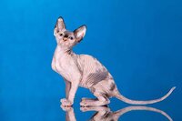Волшебный котёнок эльф, бамбино, двэльф, канадский сфинкс.