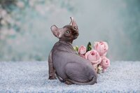 Племенные пары и котята пород эльф, бамбино, двэльф, сфинкс.