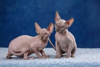 Племенные пары и котята пород эльф, бамбино, двэльф, сфинкс.