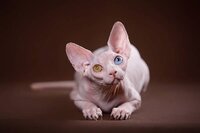 Племенные пары и котята пород эльф, бамбино, двэльф, сфинкс.