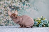 Племенные пары и котята пород эльф, бамбино, двэльф, сфинкс.