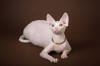 &quotгламурный&quot котёнок-эльф, бамбино, канадский сфинкс.