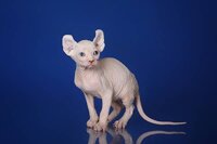 &quotгламурный&quot котёнок-эльф, бамбино, канадский сфинкс.