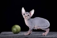 &quotгламурный&quot котёнок-эльф, бамбино, канадский сфинкс.