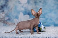 Элитные котята эльф, бамбино, двэльф, канадский сфинкс.