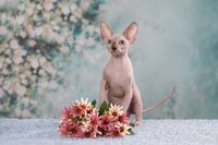 Элитные котята эльф, бамбино, двэльф, канадский сфинкс.