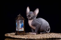 Элитные котята эльф, бамбино, двэльф, канадский сфинкс.